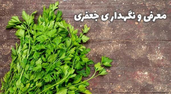عکس بذر سبزی جعفری