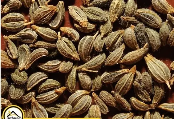 عکس بذر سبزی جعفری