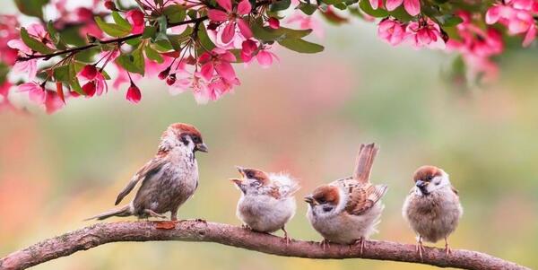 عکسهای بهاری برای پروفایل