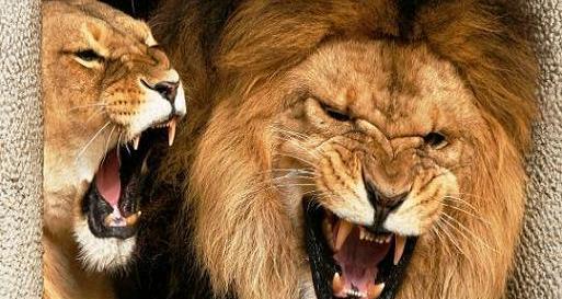عکس شیرهای ترسناک