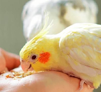 عکس غذای جوجه عروس هلندی