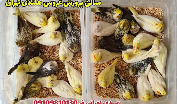 عکس غذای جوجه عروس هلندی
