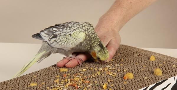 عکس غذای جوجه عروس هلندی