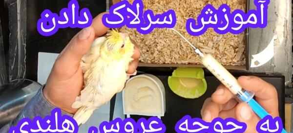عکس غذای جوجه عروس هلندی