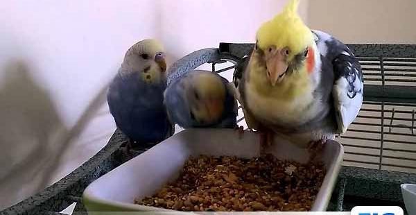 عکس غذای جوجه عروس هلندی
