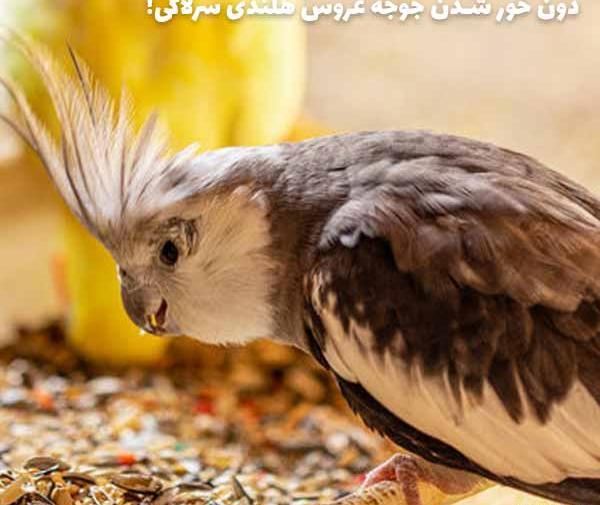 عکس غذای جوجه عروس هلندی