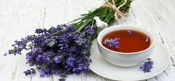 عکس گیاه گل گاوزبان