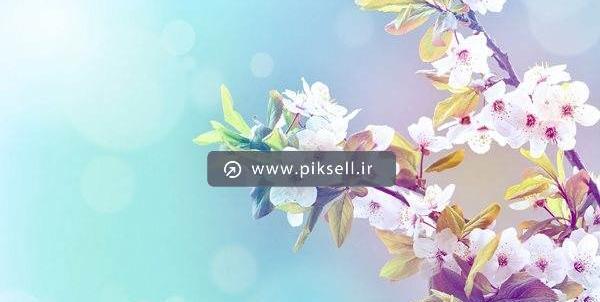 والپیپر عکس شکوفه های بهاری با کیفیت بالا