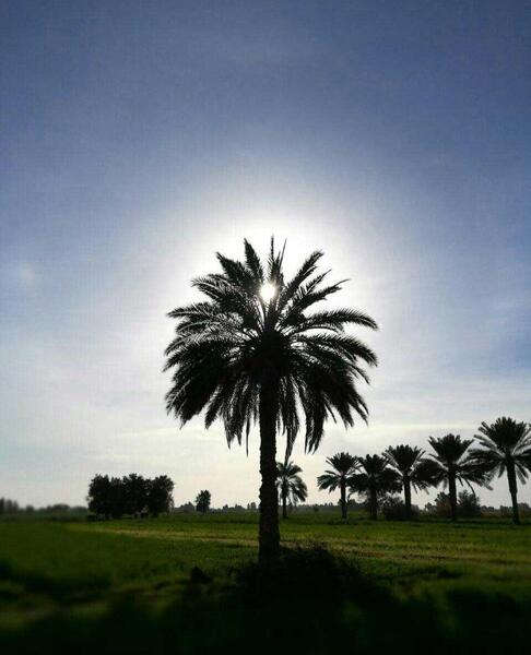 عکس طبیعت جنوب