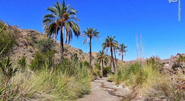 عکس طبیعت جنوب