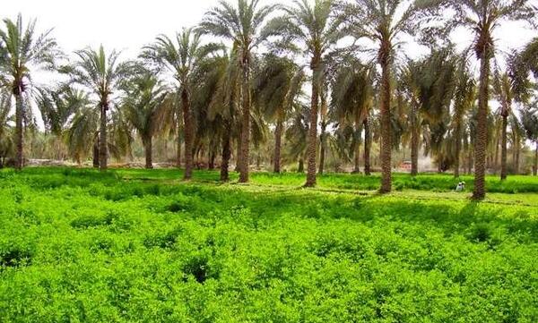عکس طبیعت جنوب
