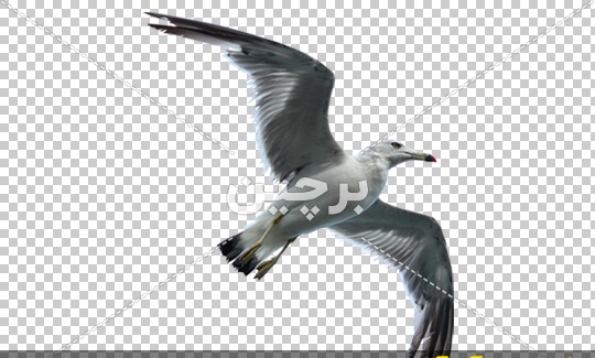 عکس اسمان پرنده