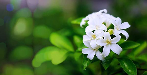 عکس گل یاس سفید برای پروفایل