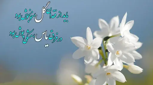 عکس گل یاس سفید برای پروفایل