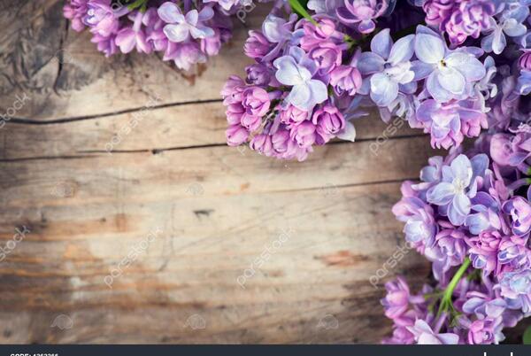 عکس گل یاس سفید برای پروفایل