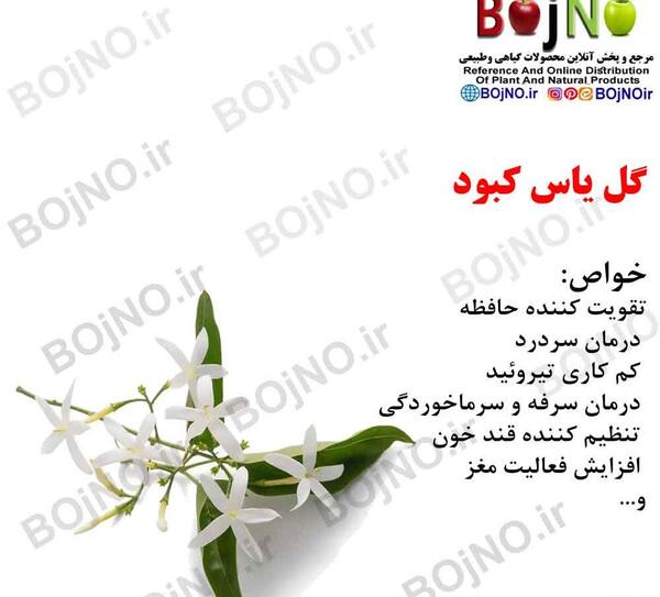 عکس گل یاس سفید برای پروفایل