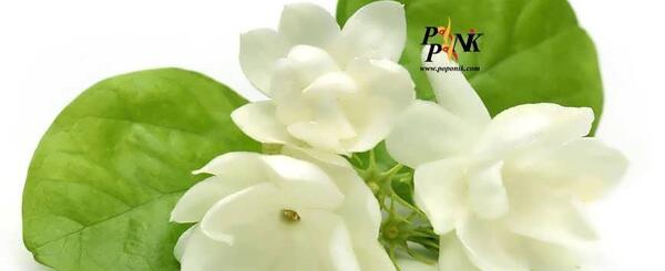 عکس گل یاس سفید برای پروفایل