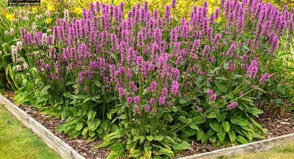 عکس چای کوهی و خواص آن