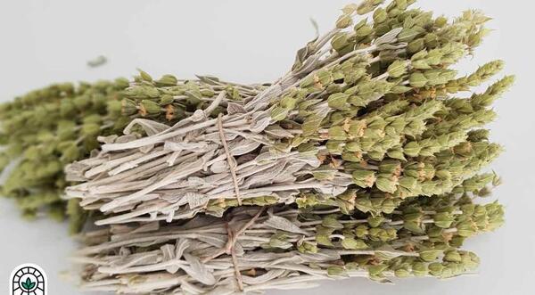 عکس چای کوهی و خواص آن