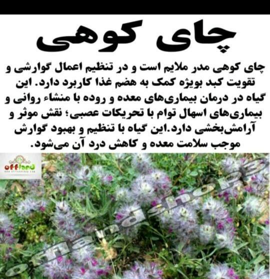 عکس چای کوهی و خواص آن