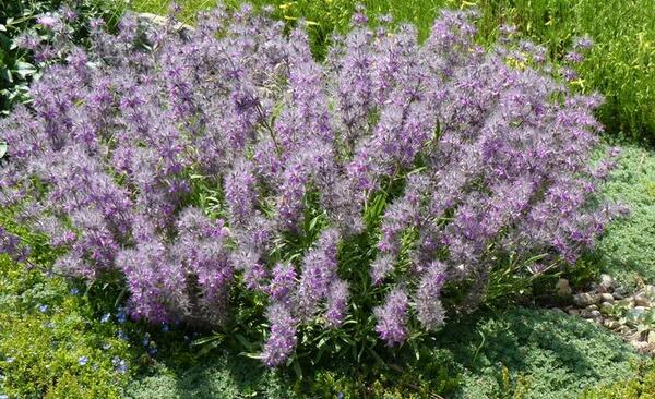 عکس چای کوهی و خواص آن