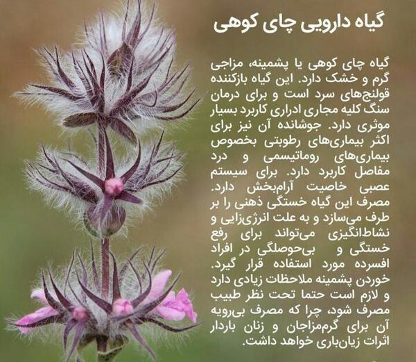 عکس چای کوهی و خواص آن