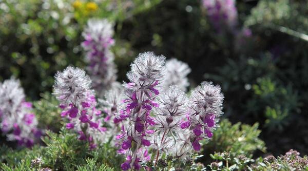 عکس چای کوهی و خواص آن