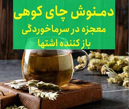 عکس چای کوهی و خواص آن