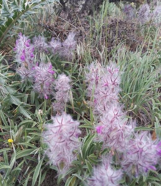 عکس چای کوهی و خواص آن