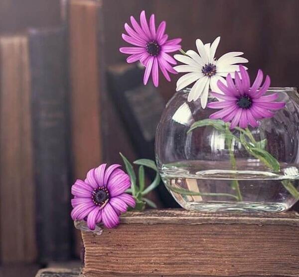 عکس پروفایل گل و گلدان طبیعی