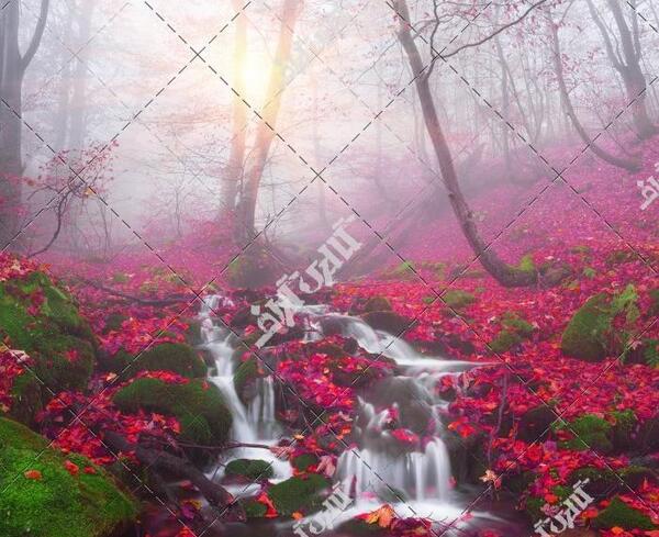 عکس جنگل زیبا