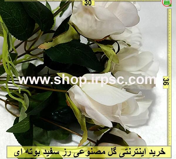 عکس گل کاملیا سفید