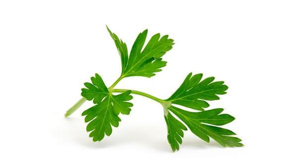 عکس از گیاه جعفری