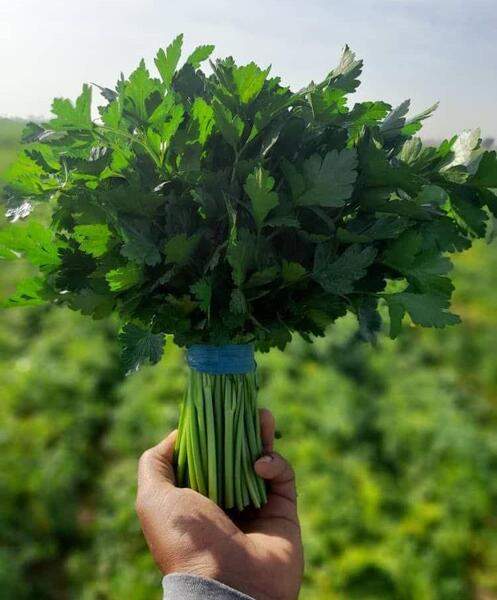 عکس از گیاه جعفری