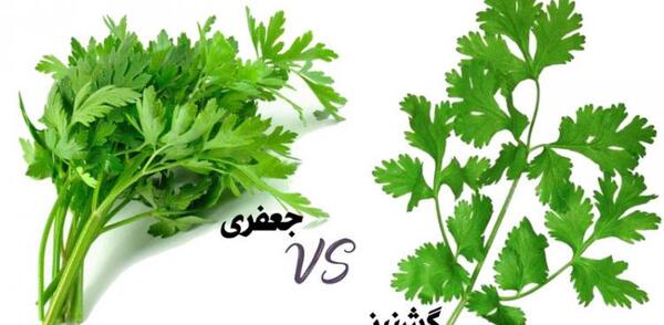 عکس از گیاه جعفری