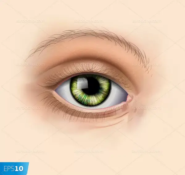 عکس چشم انسان برای نقاشی