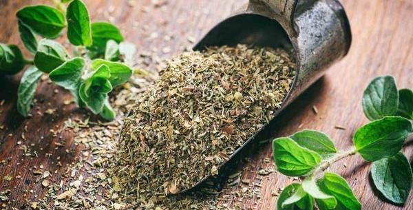 عکس چای پونه کوهی