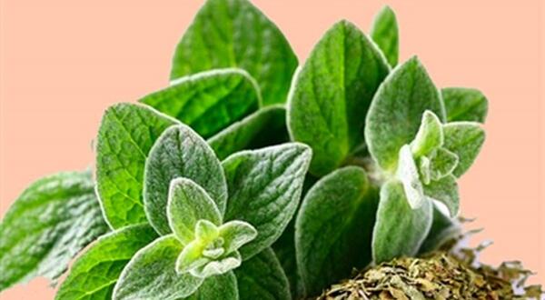 عکس چای پونه کوهی