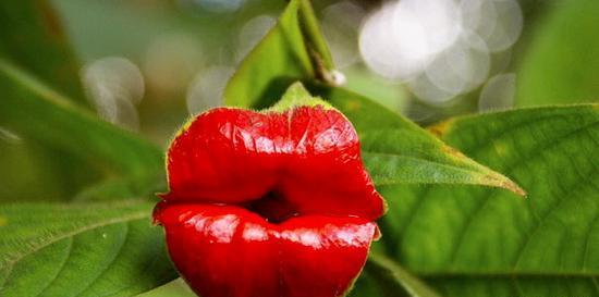 عکس های جالب از گیاهان