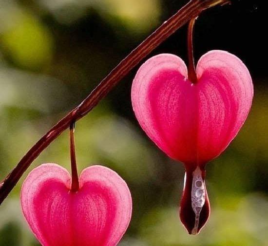 عکس های جالب از گیاهان