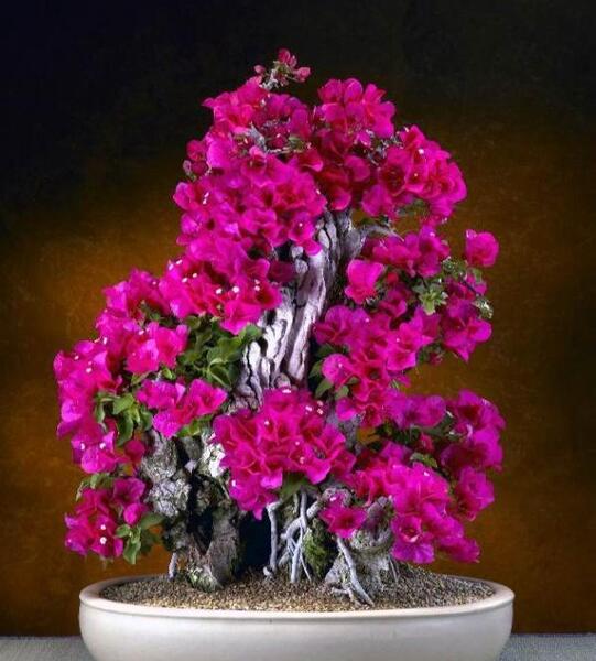 عکس های جالب از گیاهان