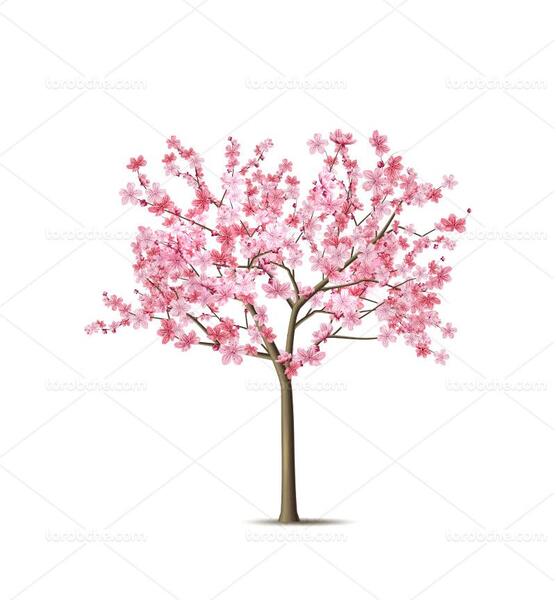 عکس درخت بهاری نقاشی