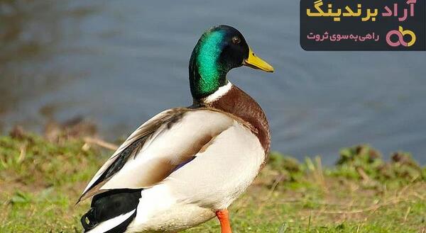 عکس جوجه اردک سیاه