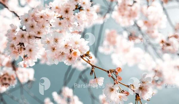 دانلود عکس طبیعت گل و گیاه