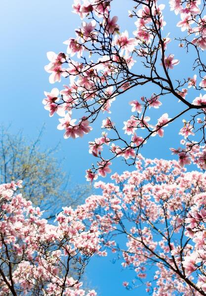 عکس بهاری برای استوری
