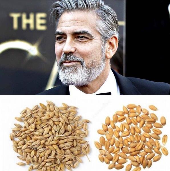 عکس موی جو گندمی