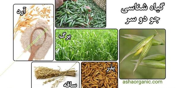 عکس گیاه جو دو سر