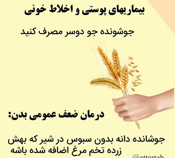 عکس گیاه جو دو سر