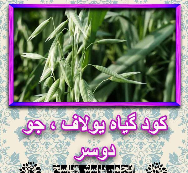 عکس گیاه جو دو سر