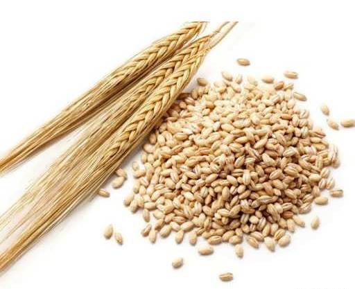 عکس گیاه جو دو سر